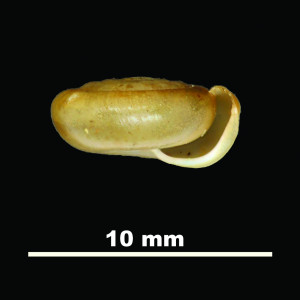 Suboestophora_ebria_2004-0983_P