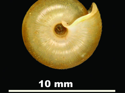 Suboestophora_ebria_2004-0983_V