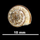 Trochoidea (Xerocrassa) llopisi