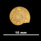 Xerocrassa edmundi