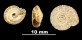 Xerocrassa prietoi muroensis