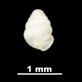 Zospeum bellesi