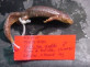 Calotriton arnoldi
